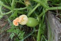 Tiny baby pumpkin growing in garden