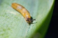 Tiny baby slug crawling on a green leaf. Royalty Free Stock Photo