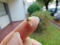 Tiny baby snail 3