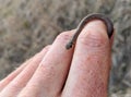 A tiny baby snake is held in a person`s hand.