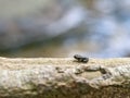 Tiny baby toad on edge of pond. Just metamorphosed. Royalty Free Stock Photo