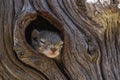 A tiny baby Tree Squirrel sleeping while its head is peeping out the nest Royalty Free Stock Photo