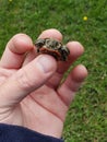 Tiny baby turtle in man& x27;s hand Royalty Free Stock Photo