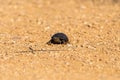 Tiny baby turtle in the middle of a dirt path in a park