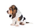 Tiny basset hound puppy sitting in profile. isolated on white ba Royalty Free Stock Photo