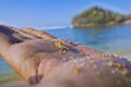 a tiny beach crab on the palm of a hand Royalty Free Stock Photo