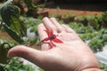 A tiny beautiful flower on the palm