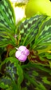 Tiny but beautiful flowers among attractive leaves