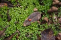 Tiny beautiful ladybug, lady-bird on dry leaf among fresh green grass. Autumn nature, insect wildlife. Top view Royalty Free Stock Photo