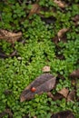 Tiny beautiful ladybug, lady-bird on dry leaf among fresh green grass. Autumn nature, insect wildlife. Top view, vertical shot Royalty Free Stock Photo