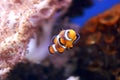 Tiny and beautiful ocellaris clownfish in aquarium