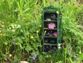 Tiny beautiful wardrobe or closet from dollhouse with magic objects of fairy, flowers and crystals outside in the garden