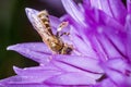 A tiny bee on chives flowers. Royalty Free Stock Photo