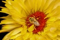 Tiny bee collecting pollen from Gerbera Daisy flower. Royalty Free Stock Photo