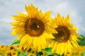 Honey bee pollinating sunflower plant. Two large yellow sunflowers in a sunflower field under a cloudy sky Royalty Free Stock Photo