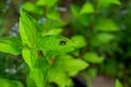 A tiny bee finds respite on a bright green hydrangea leaf in the middle of a lush garden. Royalty Free Stock Photo