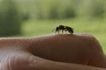 Tiny bee on a finger Royalty Free Stock Photo