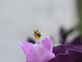 a tiny bee perched at a purple flower Royalty Free Stock Photo