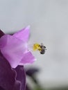 a tiny bee perched at a purple flower Royalty Free Stock Photo