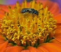 Tiny bee on Mexican Sunflower