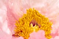 Tiny bee in pollen on peony stamen Royalty Free Stock Photo