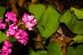 A tiny bee trying to get some polen from the flowers