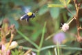 Tiny bees suck honey in wild flower essence in a city park