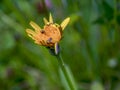 A tiny beetle almost hidden Royalty Free Stock Photo