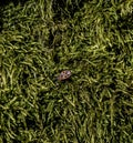 Tiny beetles walk on green moss. Royalty Free Stock Photo