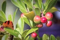 Tiny berries on a kinnikinnick plant ripen red