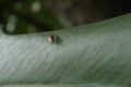 Tiny big booty insect in a big leaf