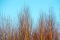 Tiny birch trees background and blue sky Royalty Free Stock Photo