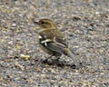 A tiny bird with closed brown beak sitting on ground