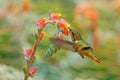 Tiny bird with flower. Scintillant Hummingbird, Selasphorus scintilla, tiny bird in the nature habitat. Smallest bird from Costa