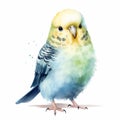 Colorful Watercolor Budgie Illustration On White Background