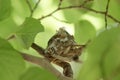 Tiny bird nest in tree