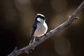 A small bird sitting on branch, Logo, cool breeze. Royalty Free Stock Photo