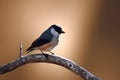 A small bird sitting on branch, Logo, cool breeze. Royalty Free Stock Photo