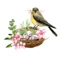 Tiny bird seating on the nest with eggs Royalty Free Stock Photo