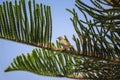 Tiny bird sitting on a branch of christmas tree. Royalty Free Stock Photo