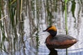 Tiny bird in small lake