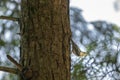 Tiny bird on a tree trunk in a forest Royalty Free Stock Photo