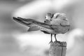 Bird whiskered tern pruning on the branch ,grayscale shot Royalty Free Stock Photo