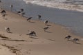 Cute little birds picking through the sand