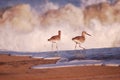 Tiny birds walking in the white water