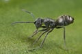A tiny black ant Royalty Free Stock Photo