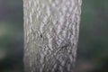Tiny Black Ant Crawls on Thin Grey Tree Trunk Royalty Free Stock Photo