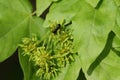 A black Ant feeding on the nectar on the flowers of a Field Maple Tree, Acer campestre. Royalty Free Stock Photo