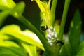 A tiny black ant and white bugs on a green leaf with water drop Royalty Free Stock Photo