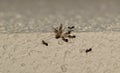 Tiny black ants carrying a dead Crane fly back to their nest.